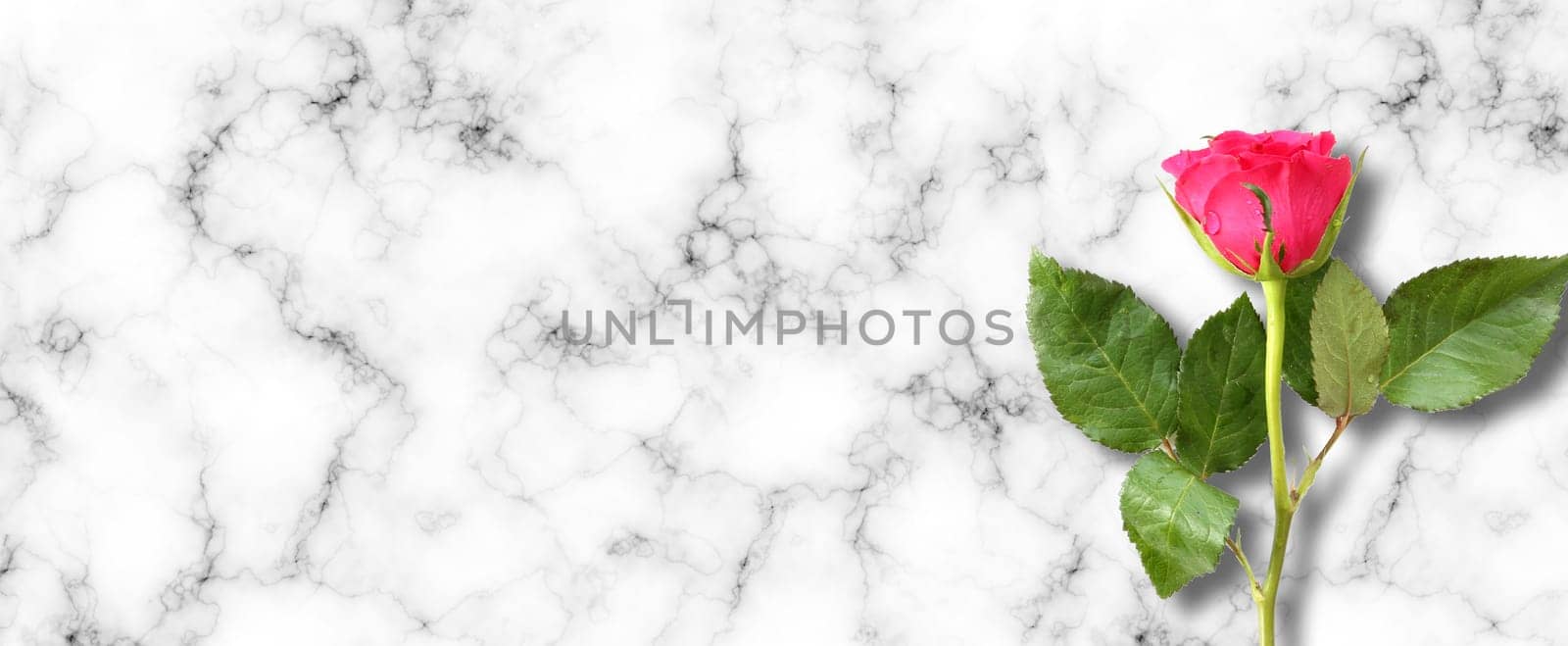 Single close up red rose on abstract marble background. Beautiful one flower over white grey background