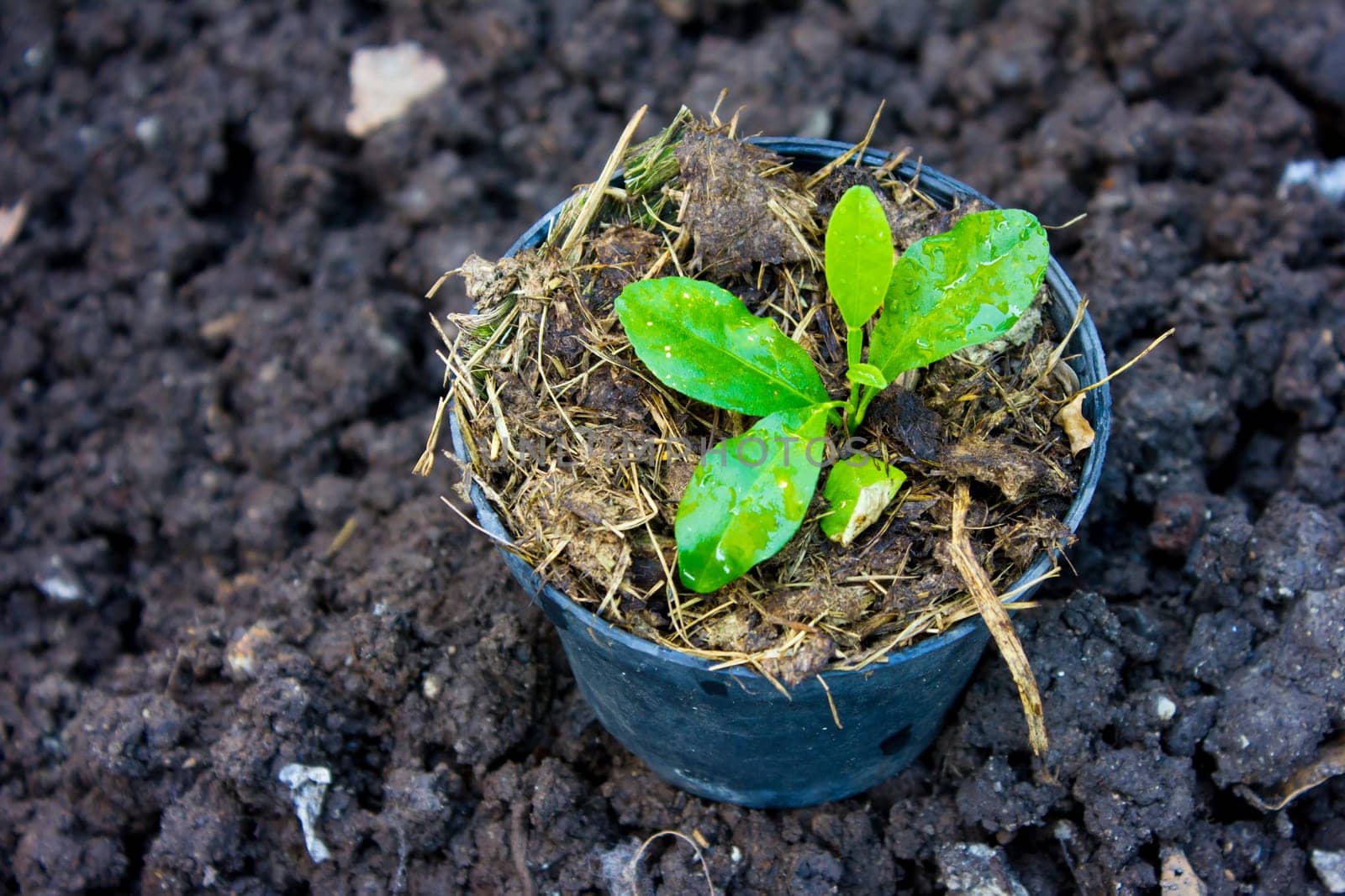 tree in pot prepare to grow in garden