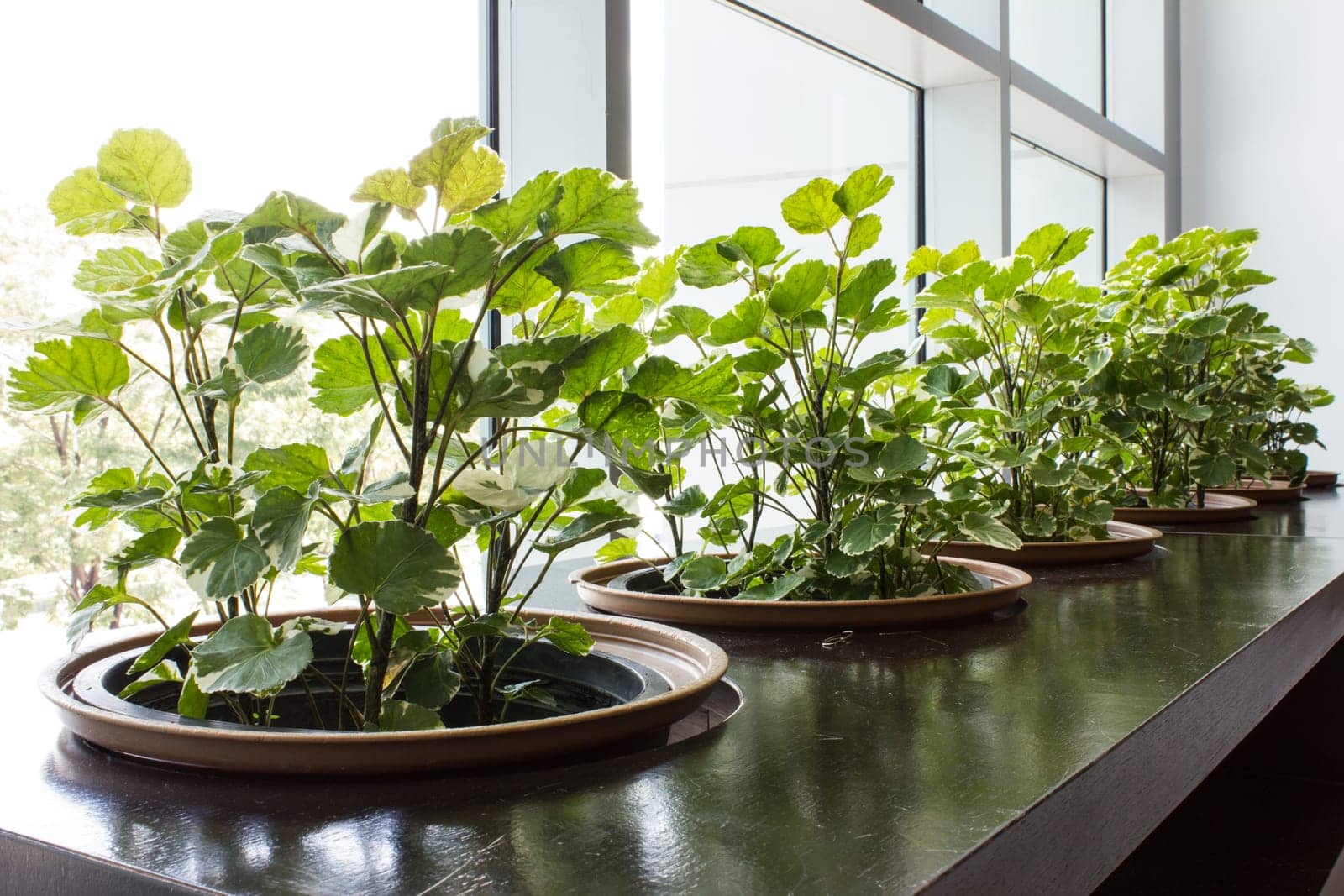 Garden In modern building indoor