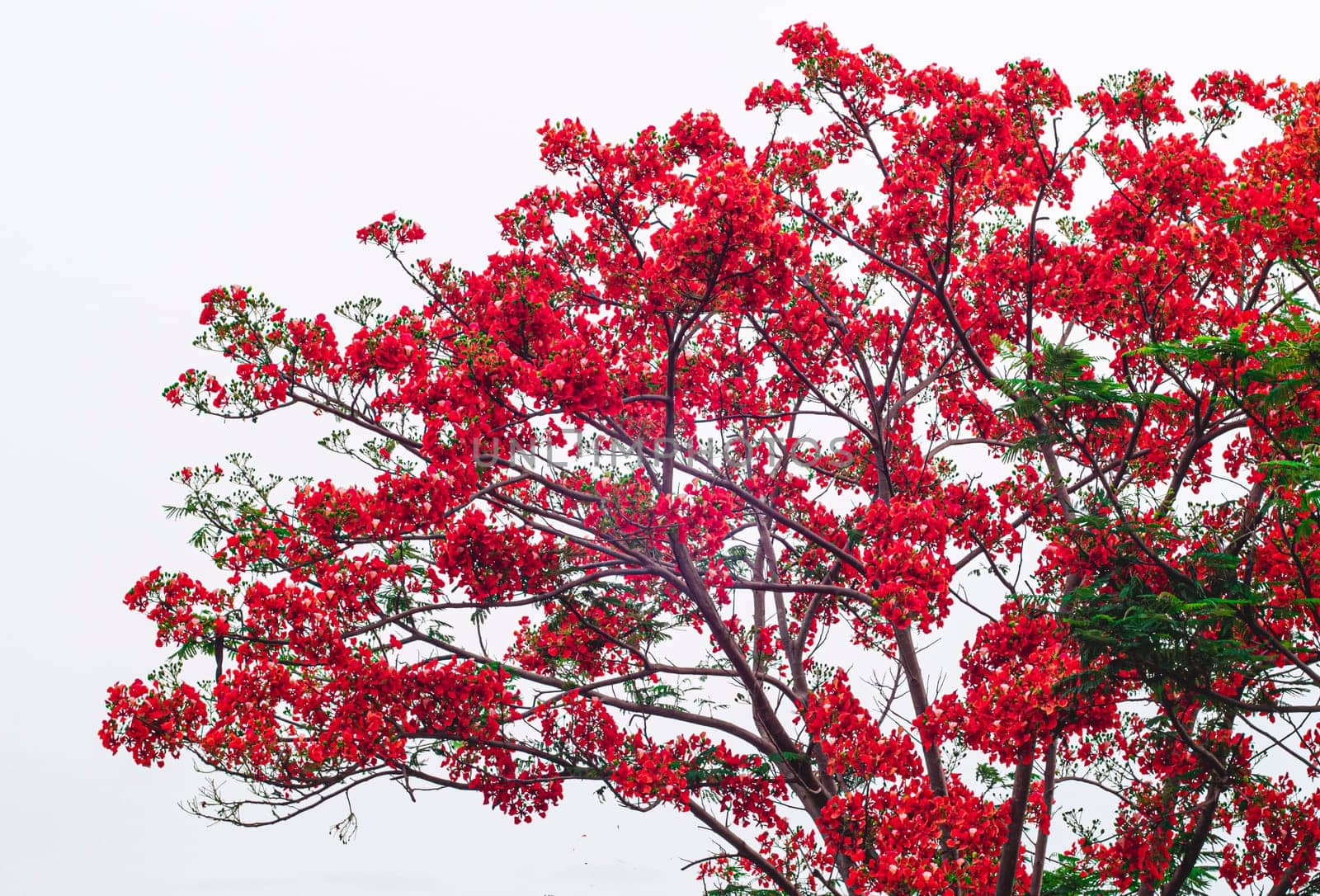 Beautiful Monkey Flower Tree or Fire of Pakistan in Thailand isolate on white background.