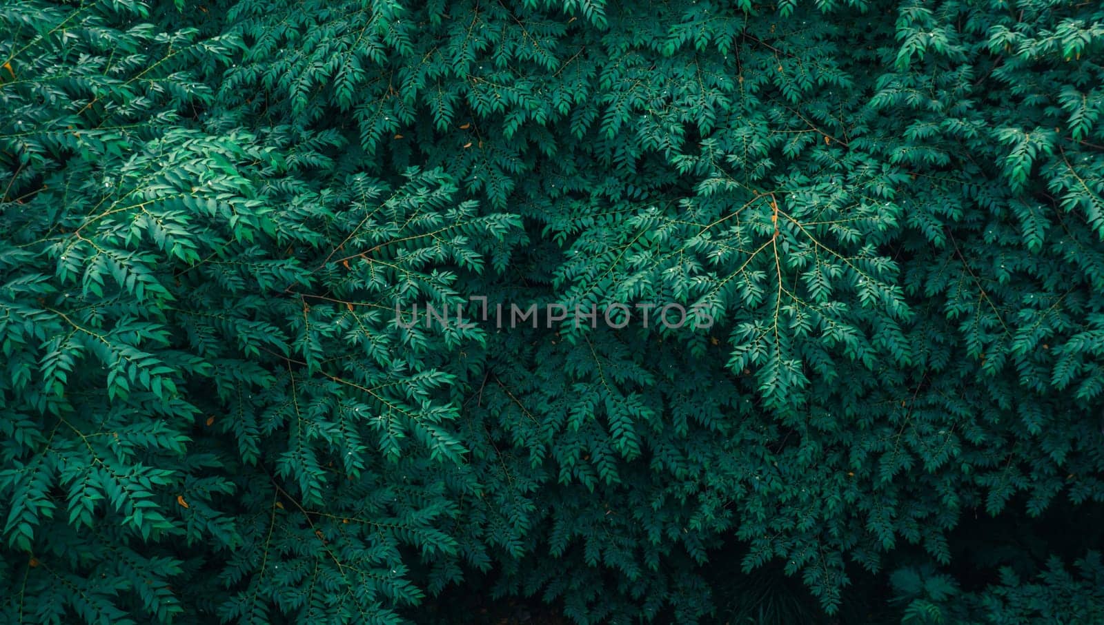 Green leaves background. Green leaves color tone dark in the morning. Tropical Plant, environment, good air, fresh .photo concept nature . Tropic leaves pattern. Green foliage border. Summer and spring design element. Decoration. Jungle. Exotic palm tree branches. Dark forest.