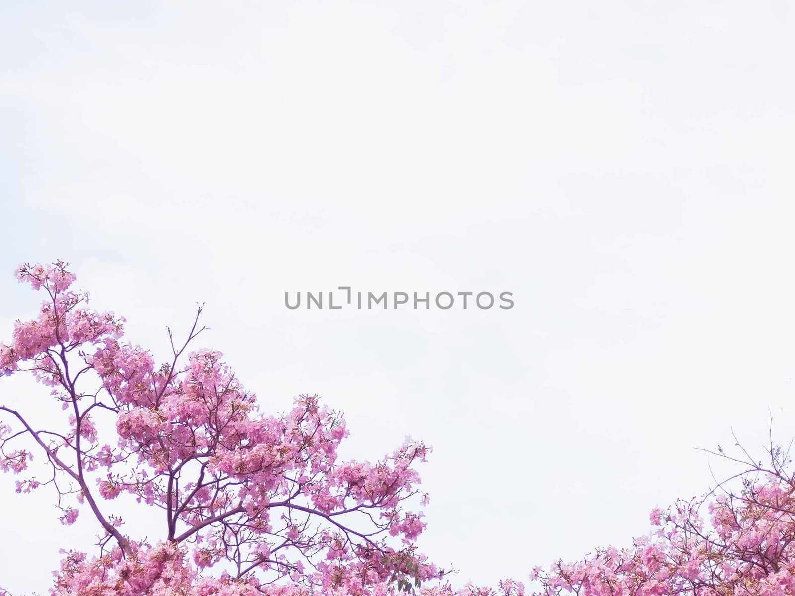 Pink tabebuia flower blossom against blue sky.  Pink flower Chompoo Pantip blossom in Thailand, Thai sakura with sweet background, Background. Pink flower Chompoo Pantip blossom in Thailand