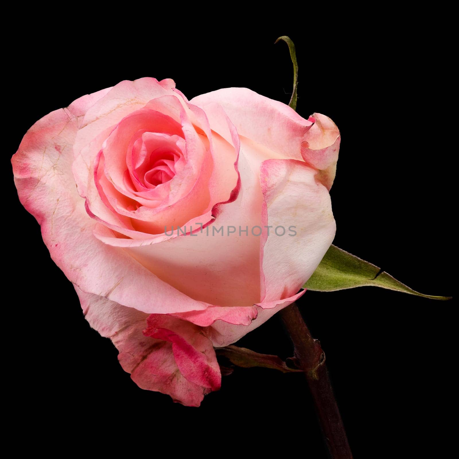 Rose Flower Pink, close up of flower head with black background