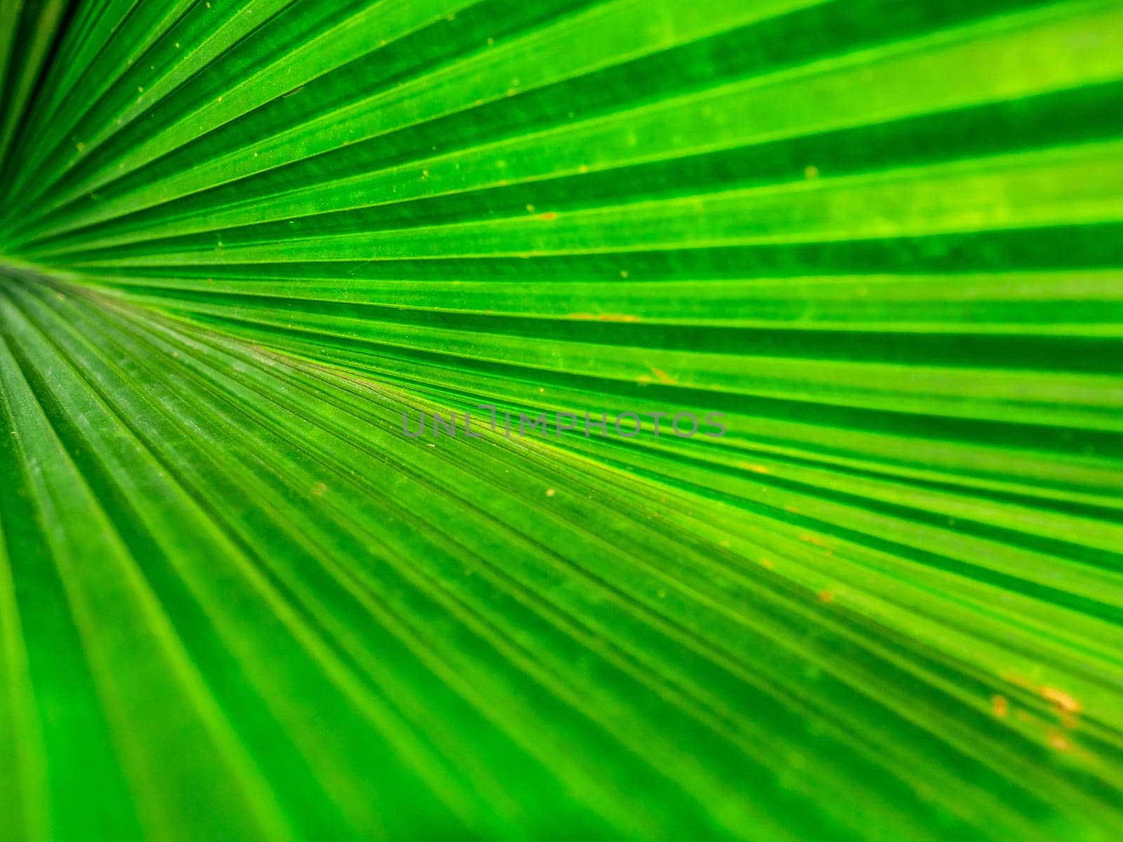 the Green Leaf Texture background with light behind.