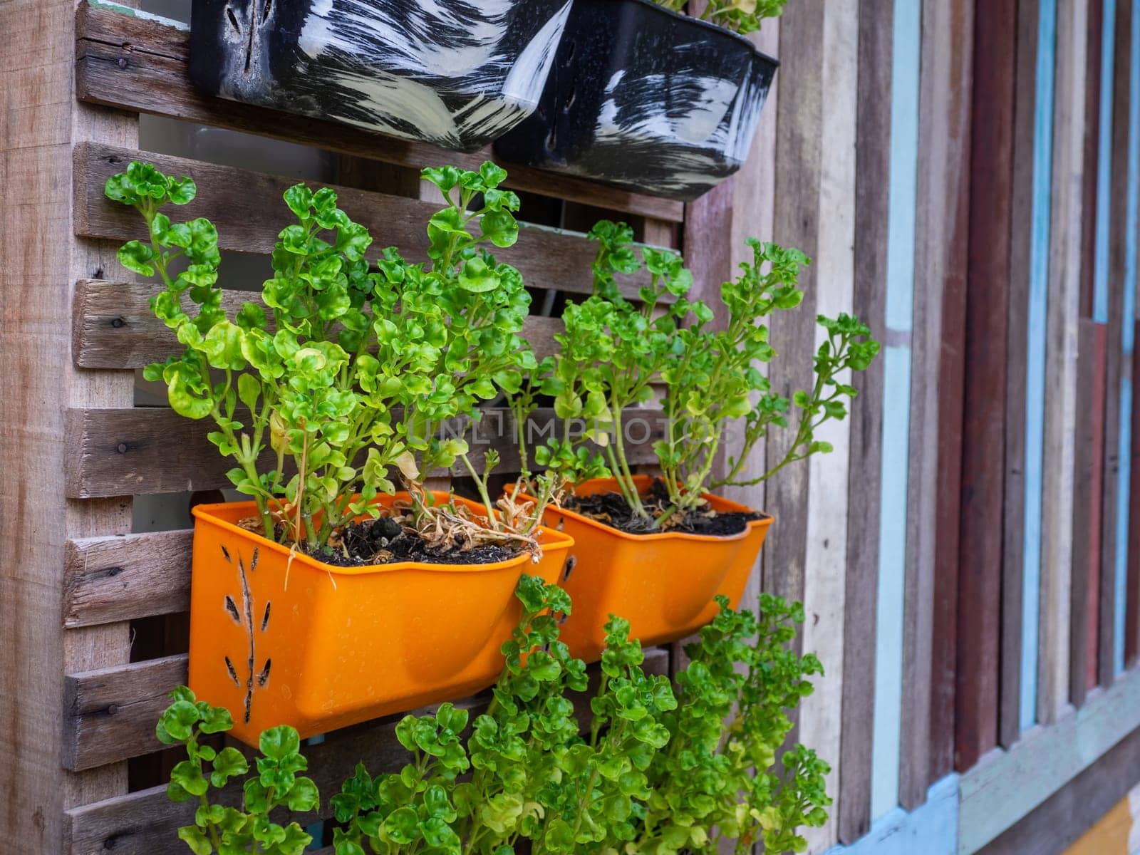 Small green purple and different color leafy plant pots hanging to wooden wall