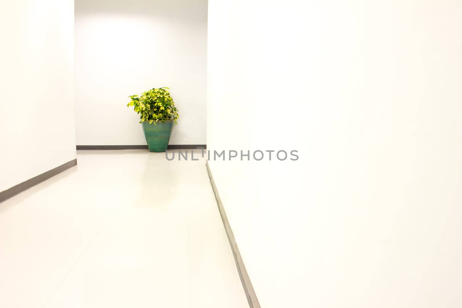 green garden plant indoor outdoor