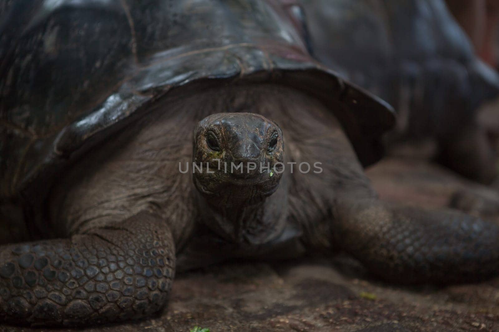 One Giant Turtle on Seychelles, Indian Ocean