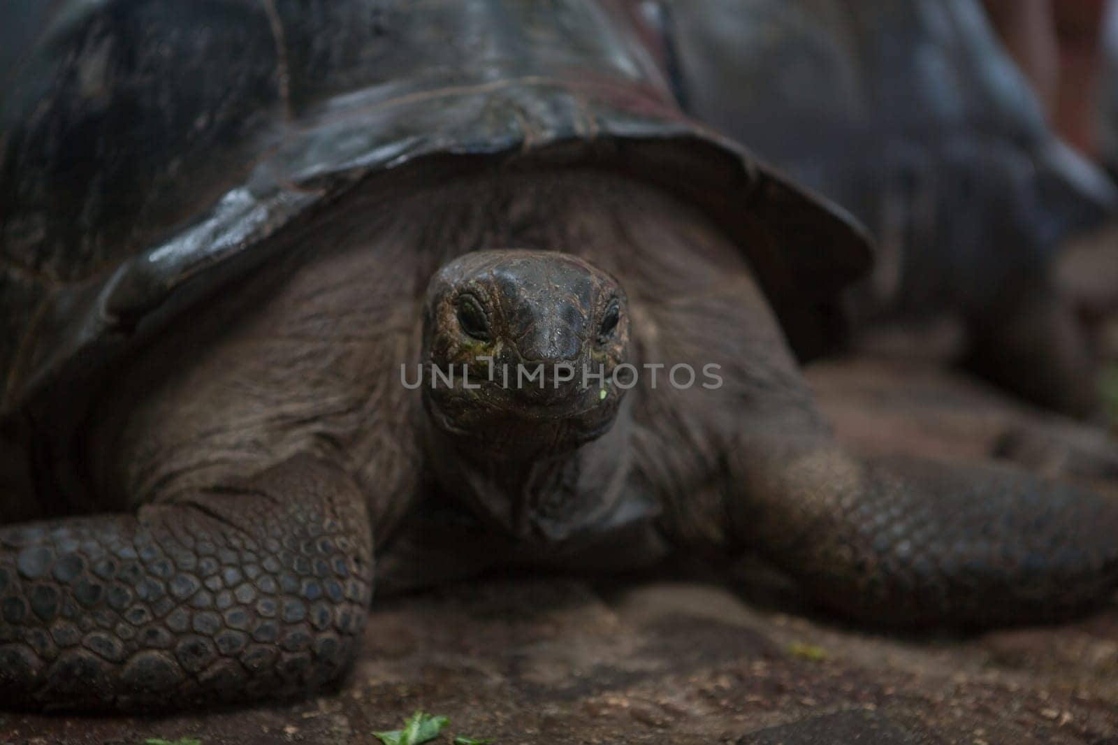 One Giant Turtle on Seychelles, Indian Ocean