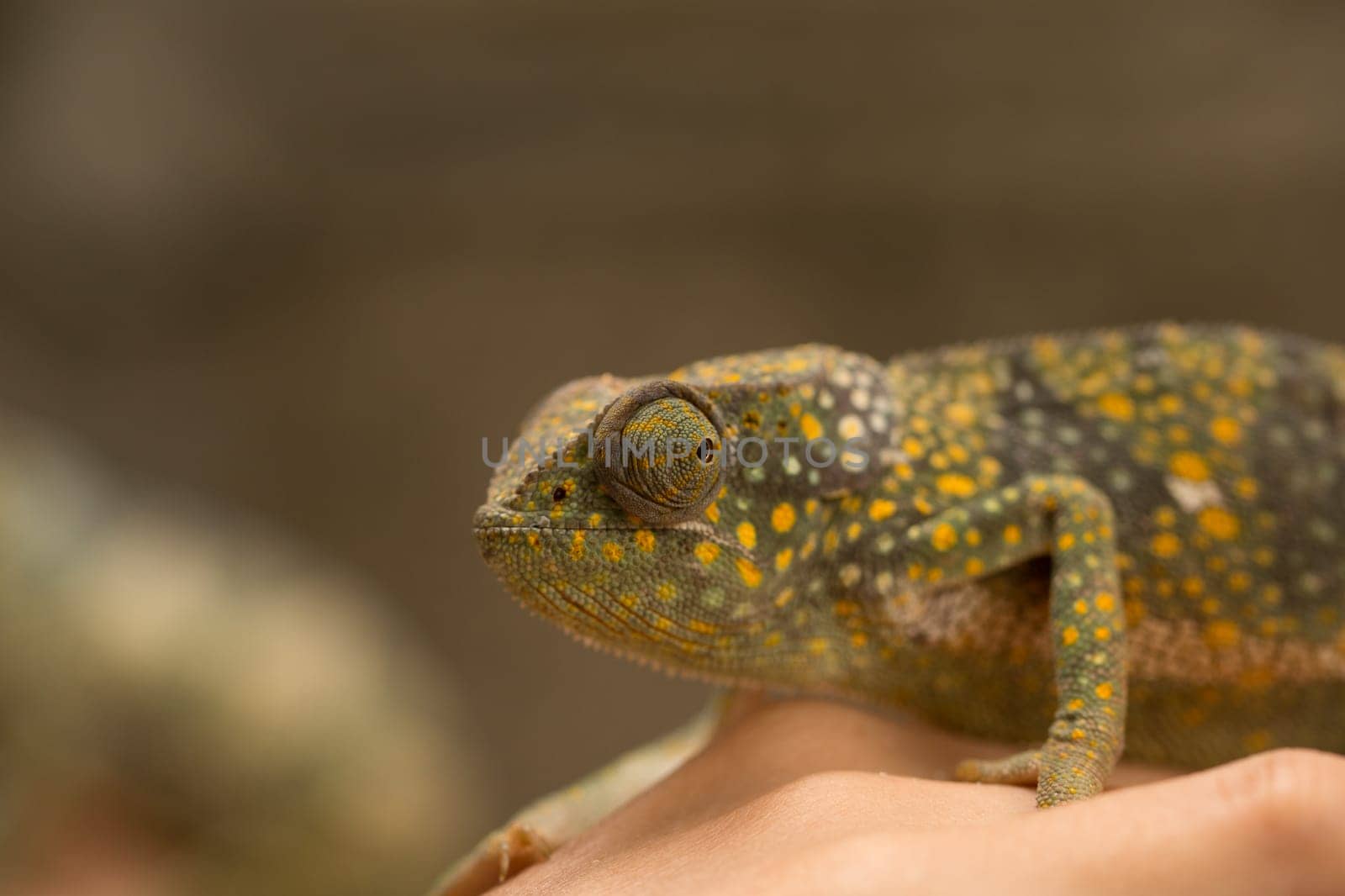 A chameleon at the zoo on the island of Zanzibar, Africa.