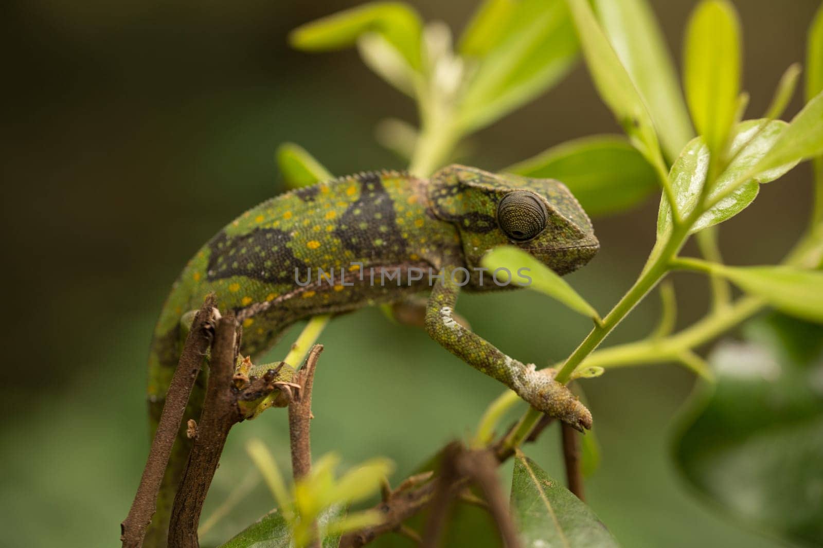 A chameleon at the zoo on the island of Zanzibar, Africa.