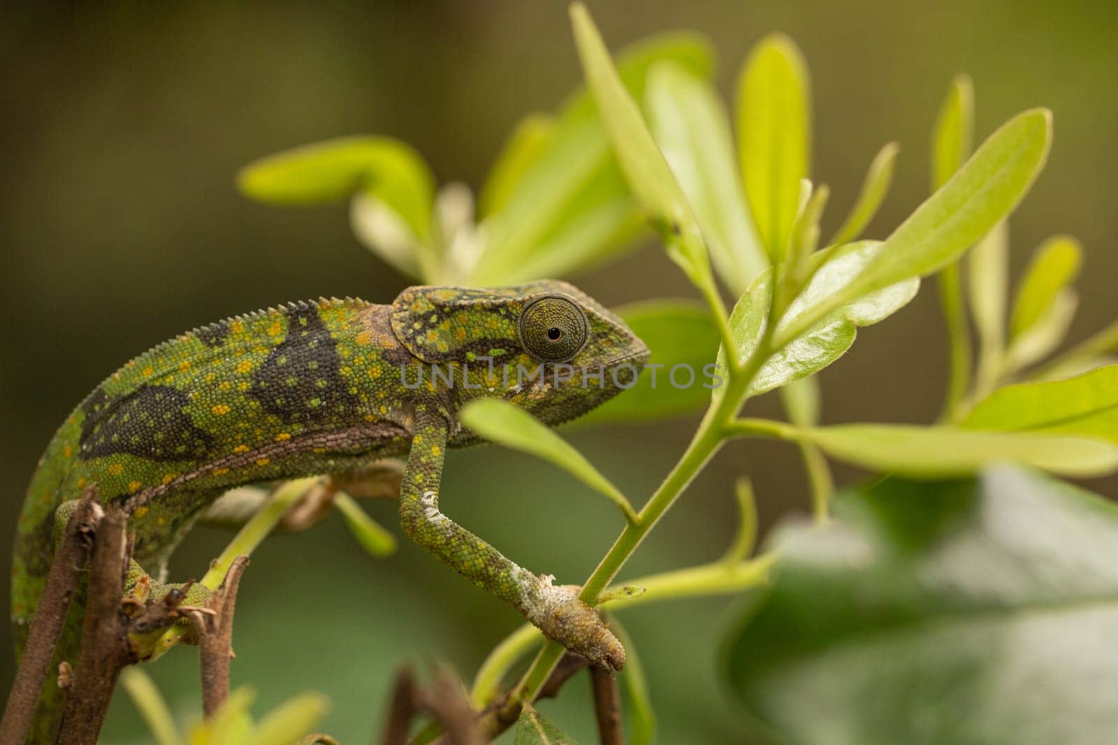 A chameleon at the zoo on the island of Zanzibar, Africa.