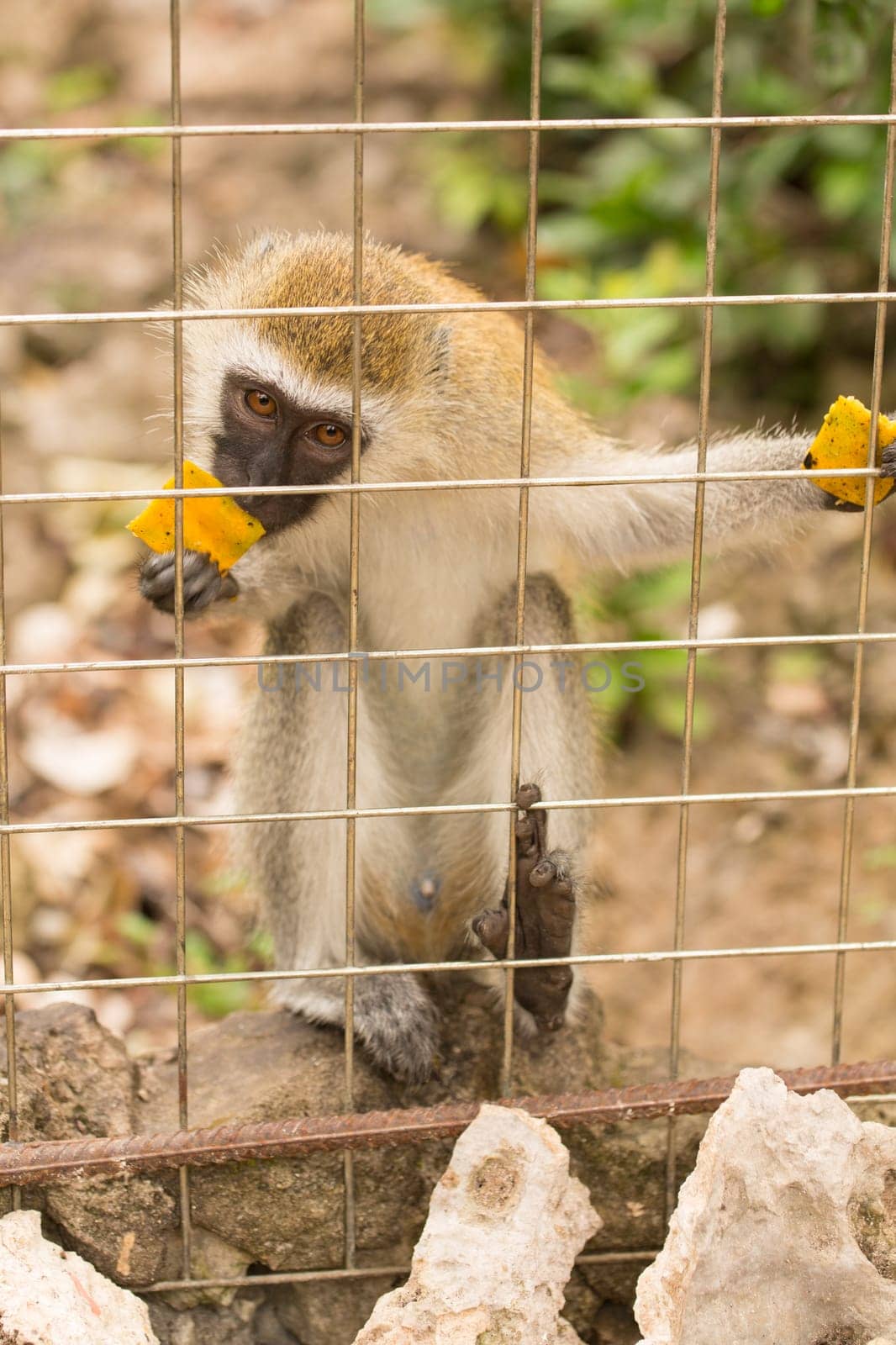 Green monkey at the Zanzibar Zoo, Tanzania, Africa.