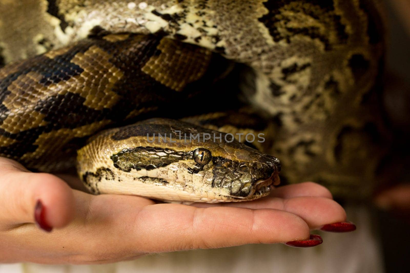 a small python sits on the hand.