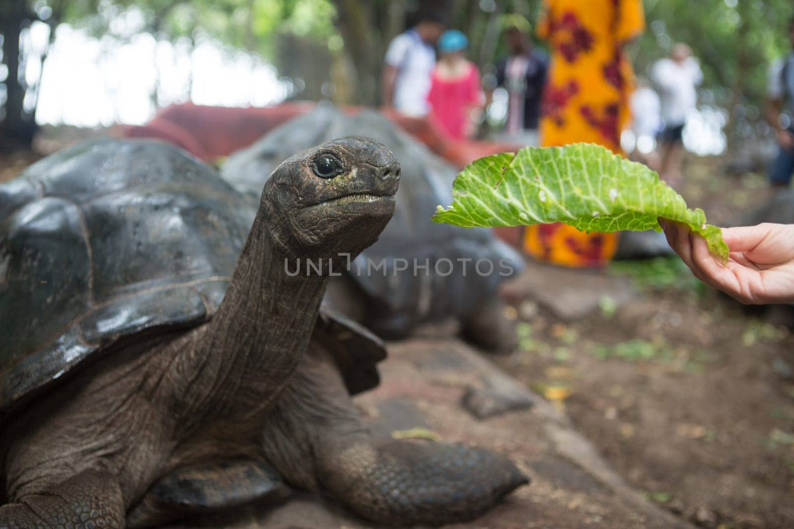 One Giant Turtle on Seychelles, Indian Ocean