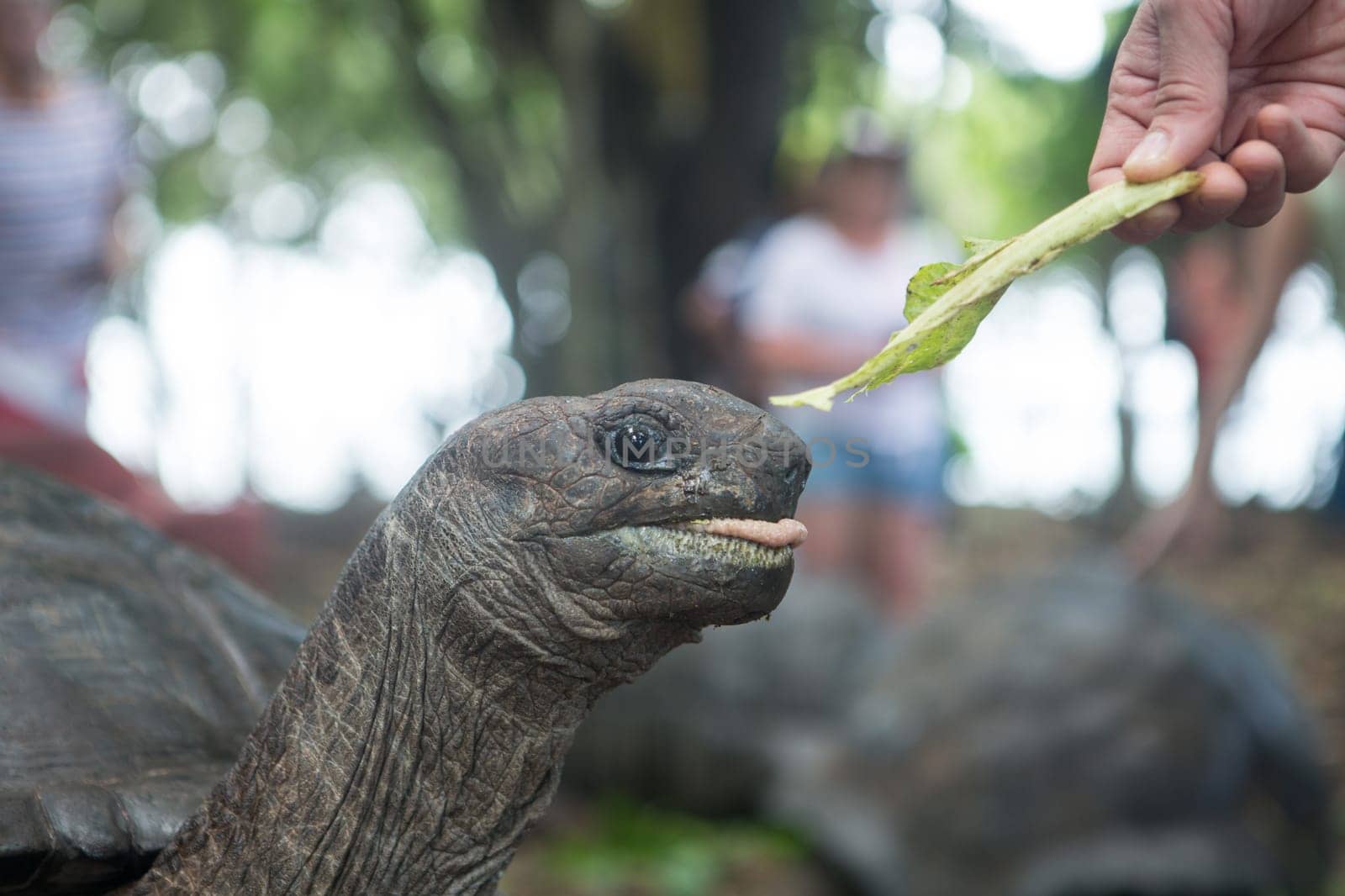 One Giant Turtle on Seychelles, Indian Ocean