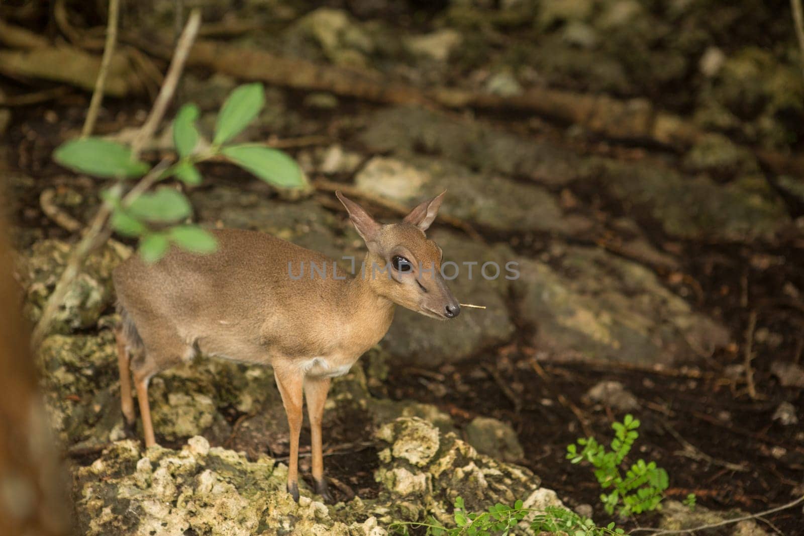 Skittish miniature antelopes at the Zanzibar Zoo, Africa.