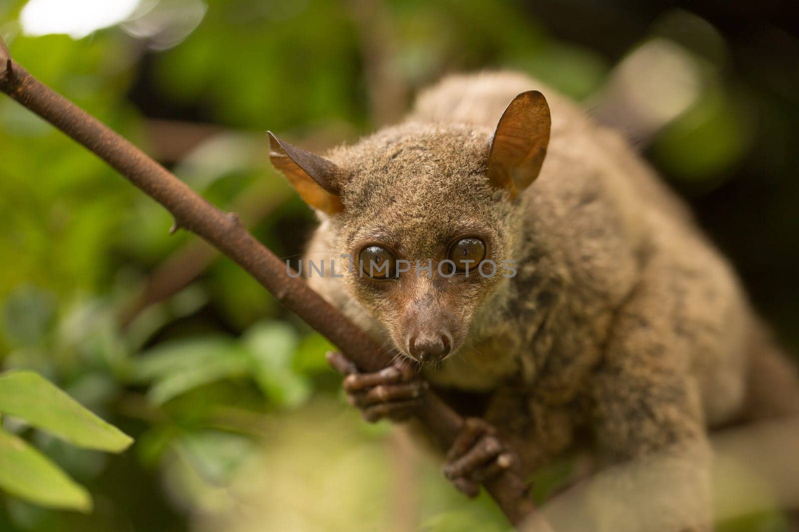 Northern Greater Galago, on a branch during the daytime.