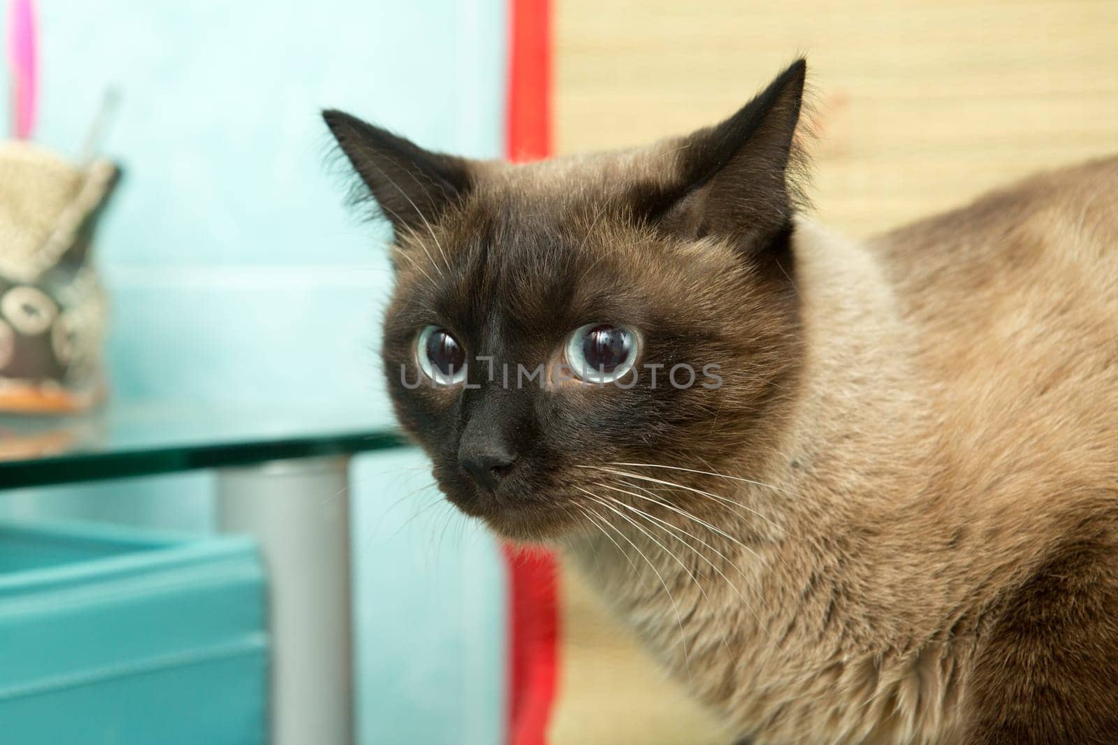 cute blue-eyed siamese cat sitting on chair.