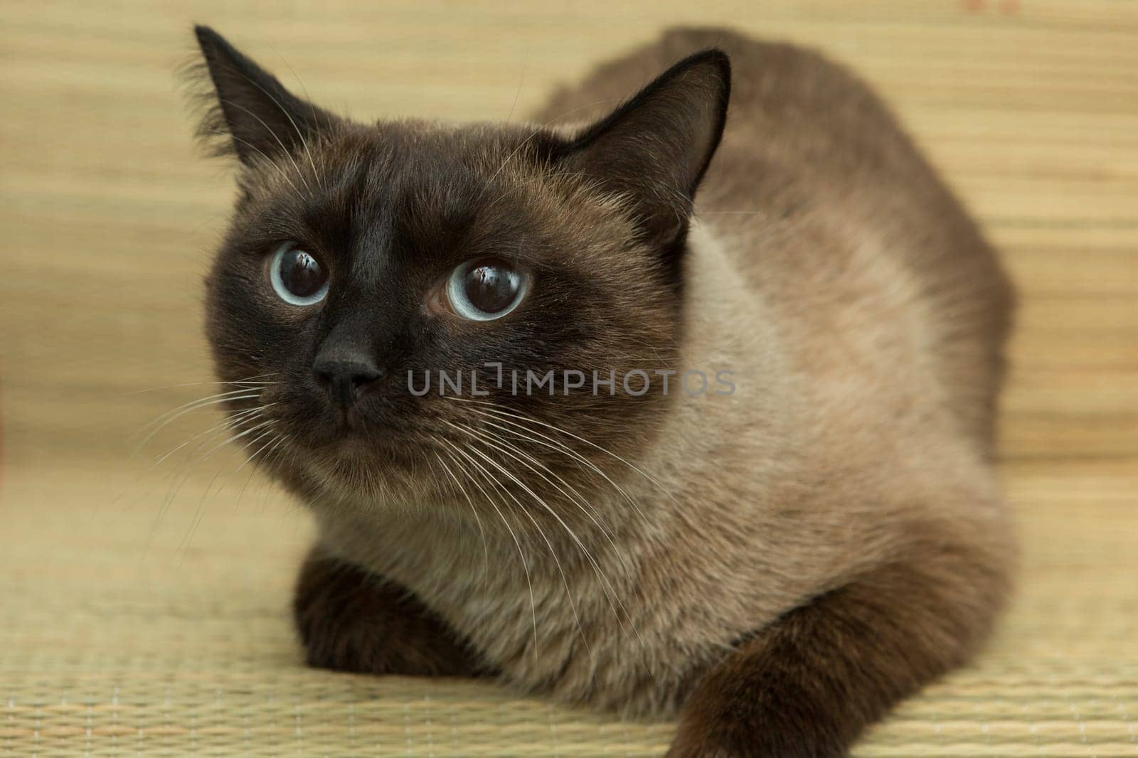 cute blue-eyed siamese cat sitting on chair.