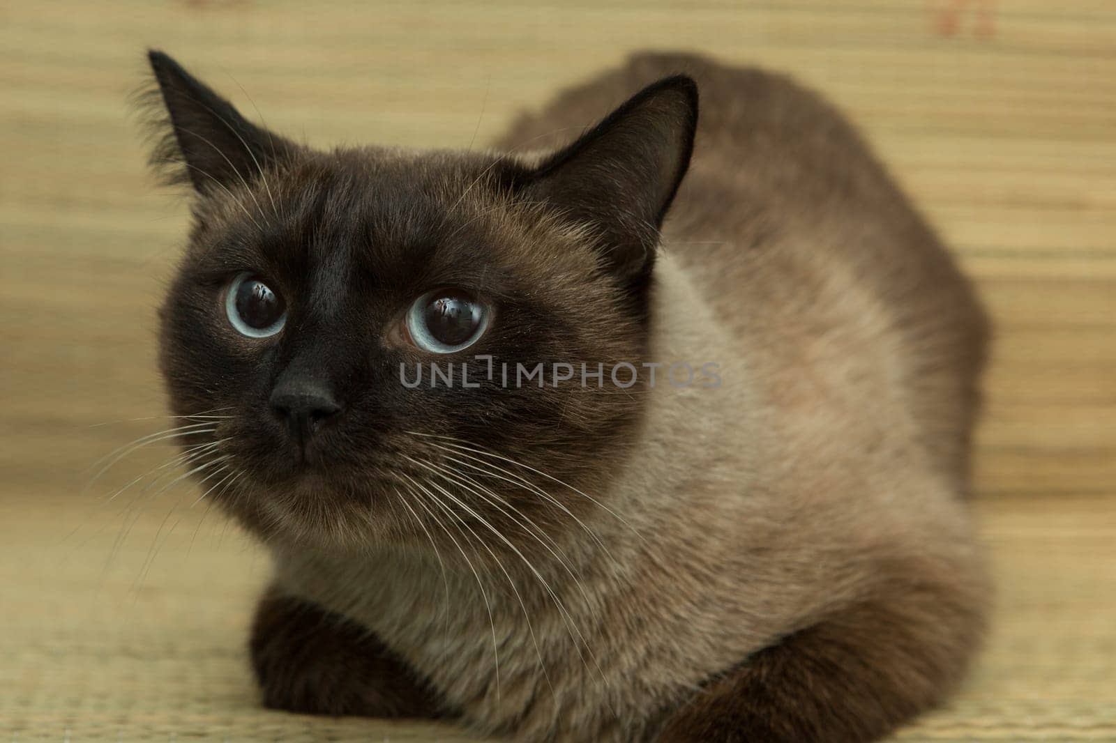 cute blue-eyed siamese cat sitting on chair.