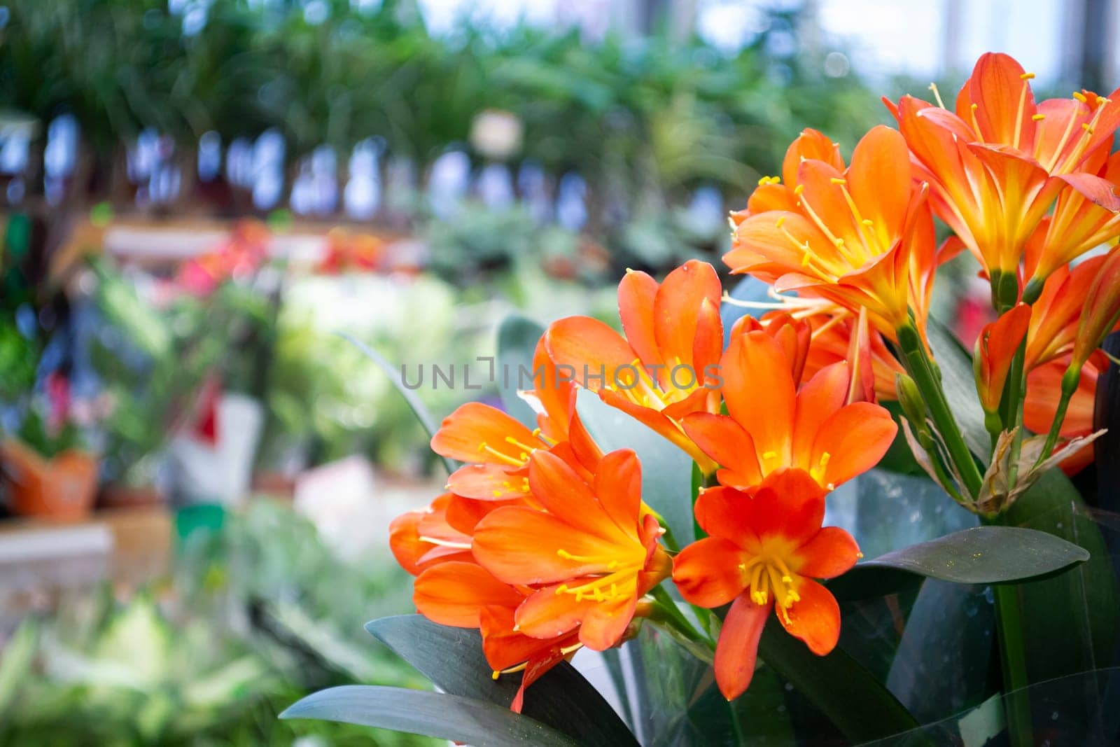 Bright orange potted clivia flowers on a background of green leaves in a flower shop close up