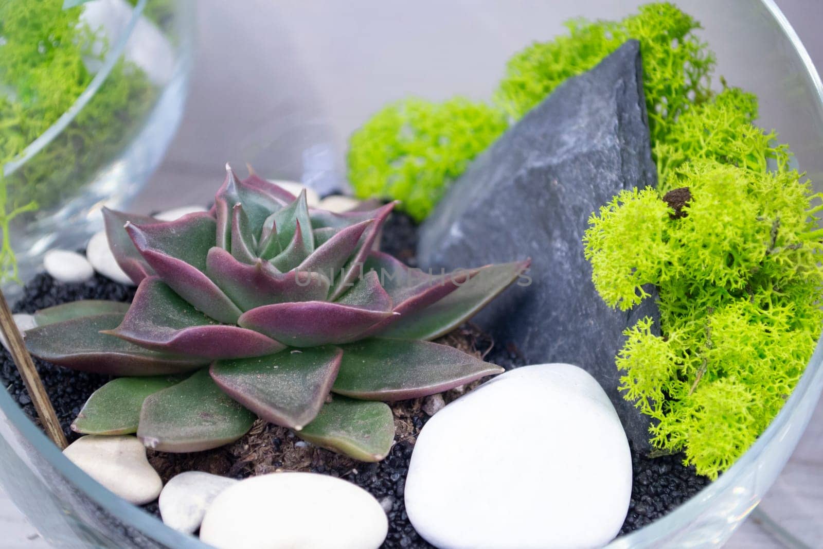 Bottle terrarium with miniature dark succulent plant close up