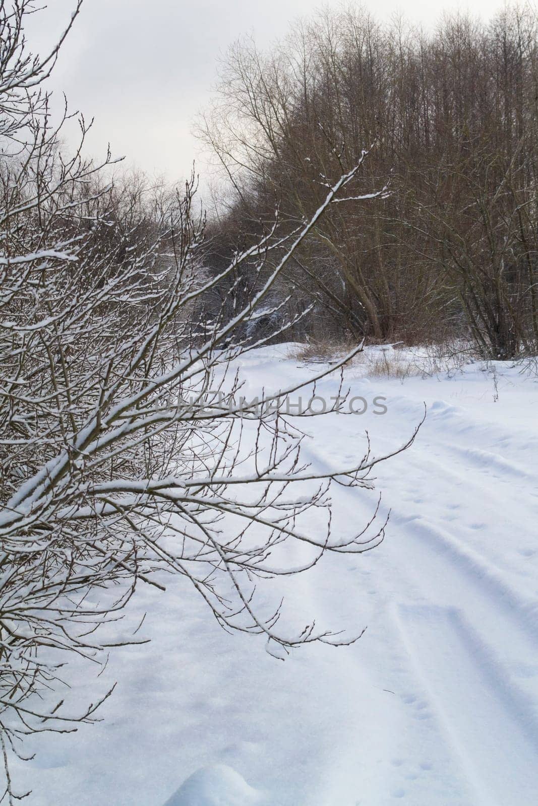 Winter landscape with snowy road in the forest, vertical image
