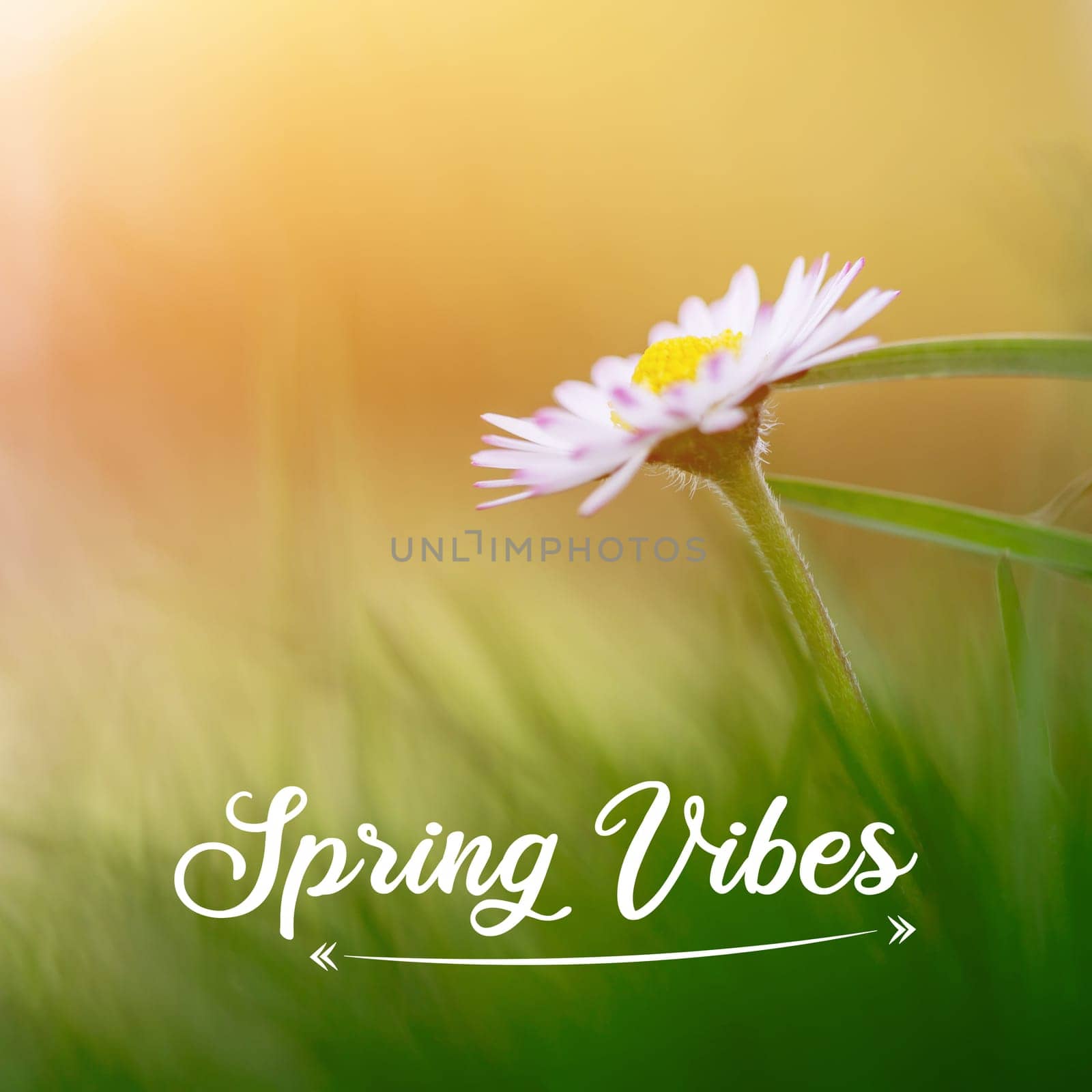Close up picture of daisy blossom in spring, Text “Spring Vibes”