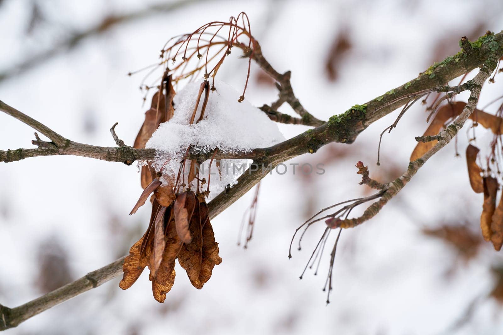 Seeds of a sycamore maple (Acer pseudoplatanus) in the forest in winter