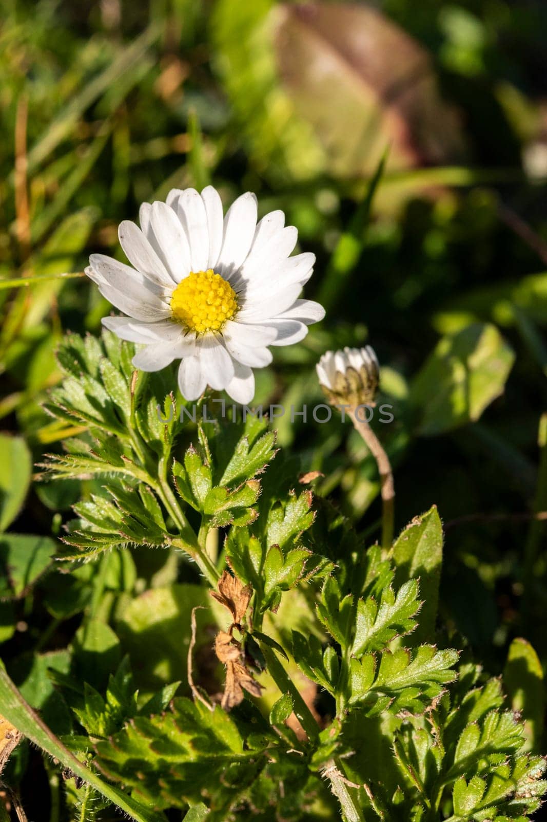 Abstract pattern of beautiful wild daisy (white flower), use for backdrop or background in natural environment and concept.