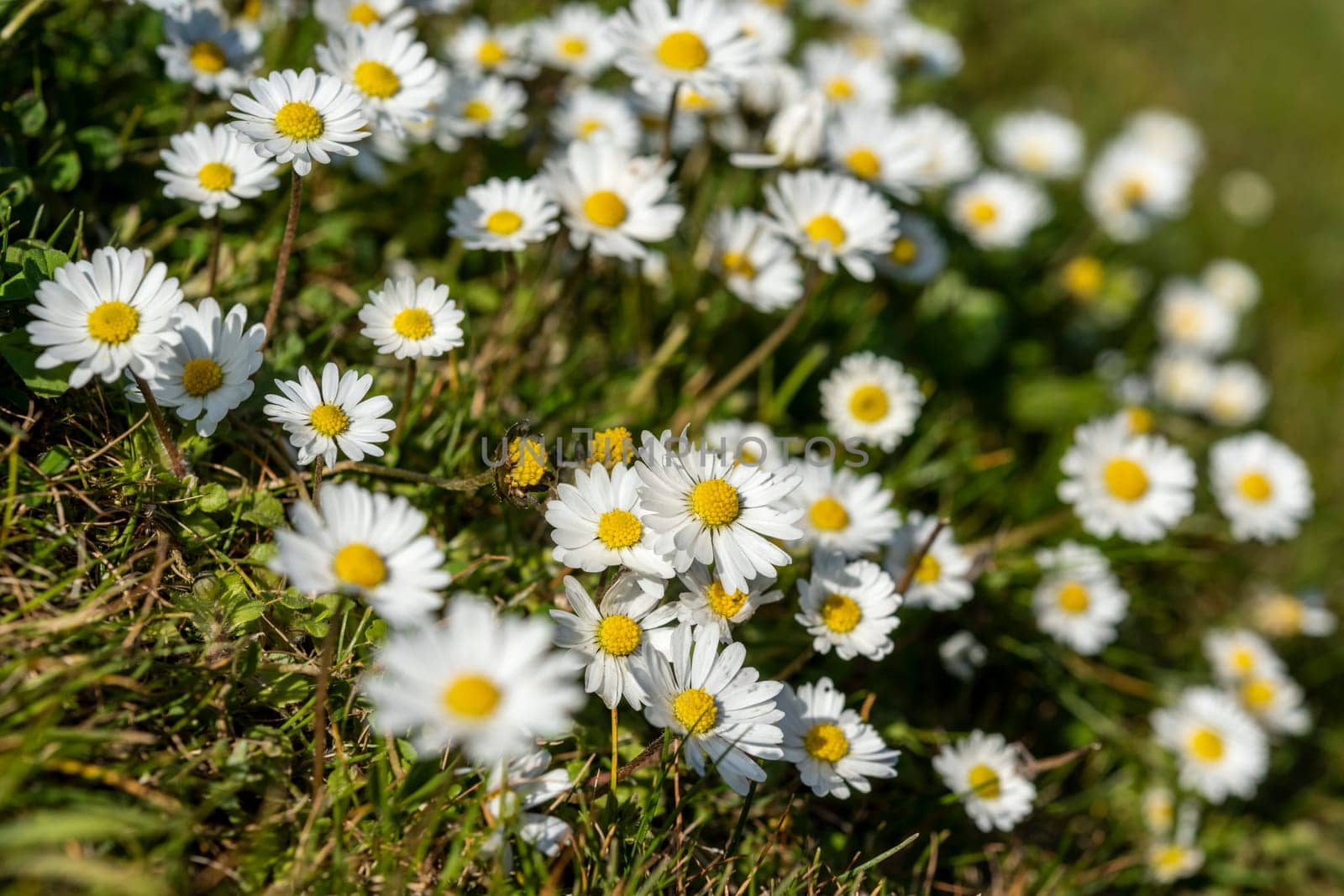 Abstract pattern of beautiful wild daisy (white flower), use for backdrop or background in natural environment and concept.