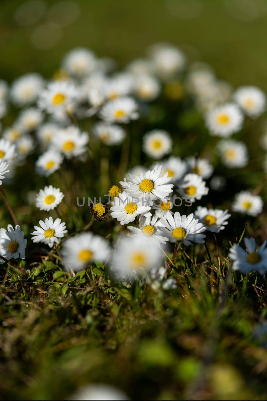 Abstract pattern of beautiful wild daisy (white flower), use for backdrop or background in natural environment and concept.