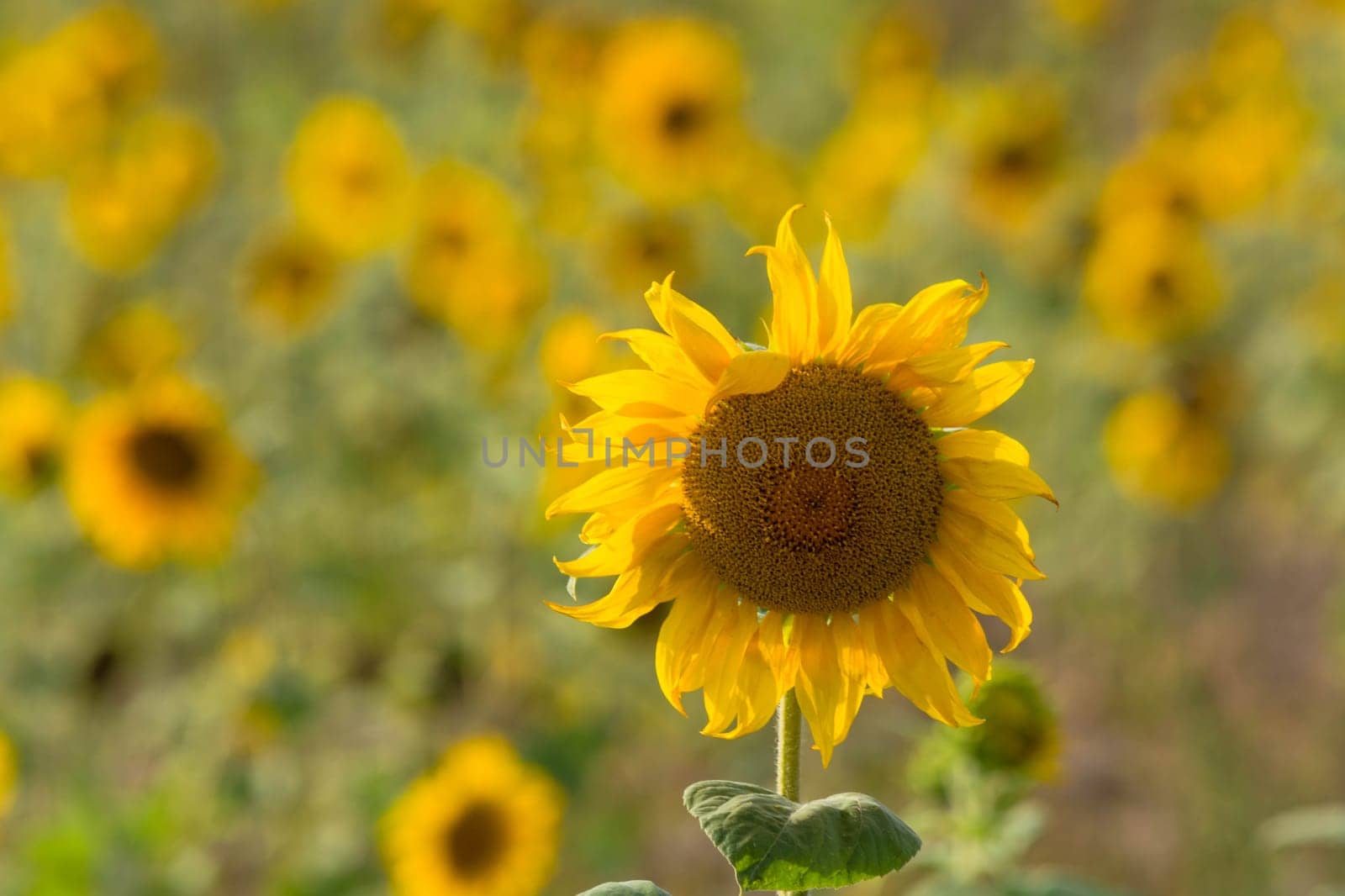 Sunflower field up to the horizon in southern France