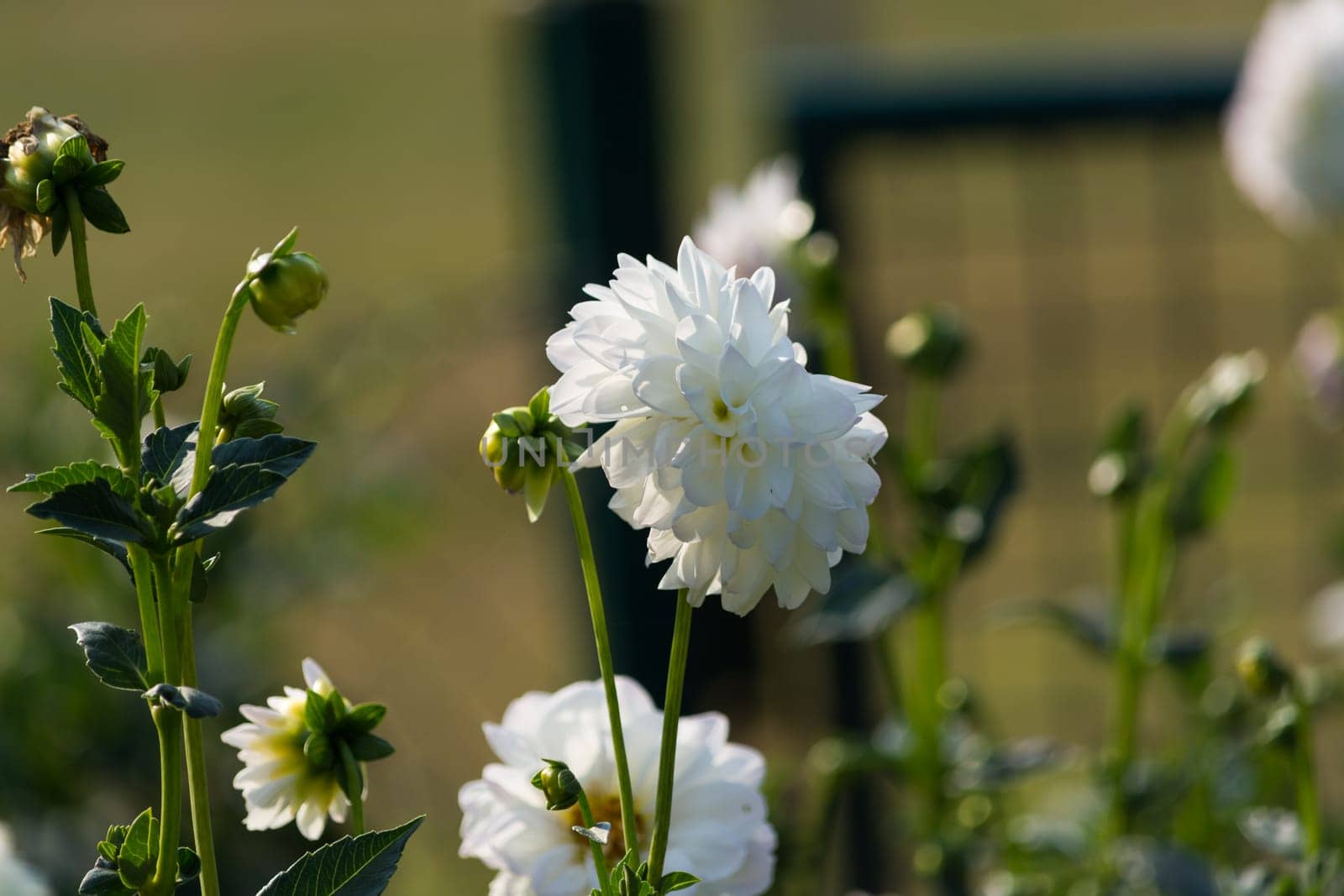 Different flowers, background, panorama