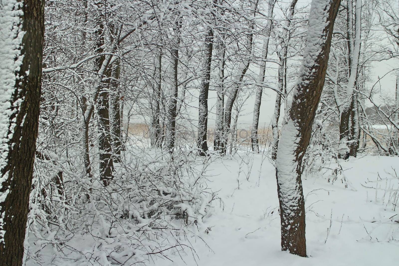 Winter landscape, the forest after a snowfall is all covered with snow, even the trunks of trees, in the distance a lake in white mist