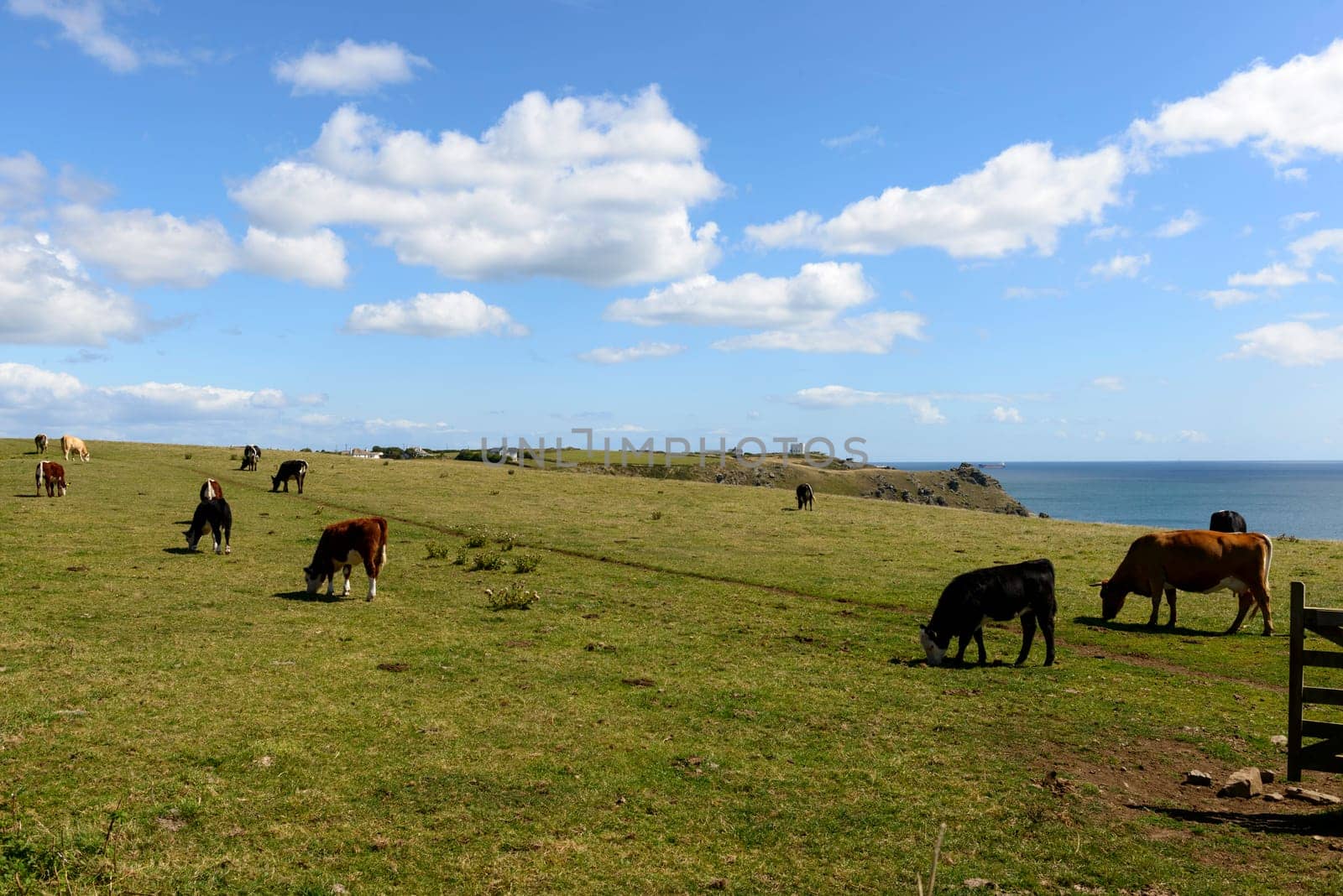landscape with some cows pasturing in a field near the coastline with cliffs and rocks of touristic location in Cornwall .