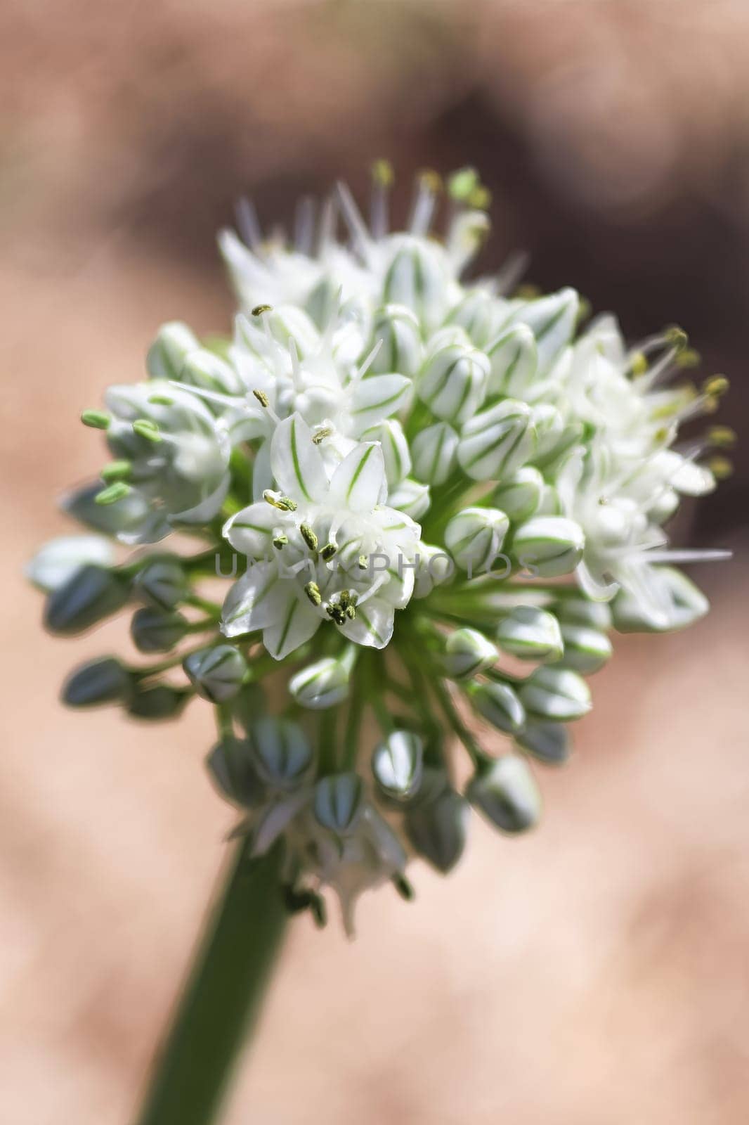 Vertical macro of onion scape flower cluster.