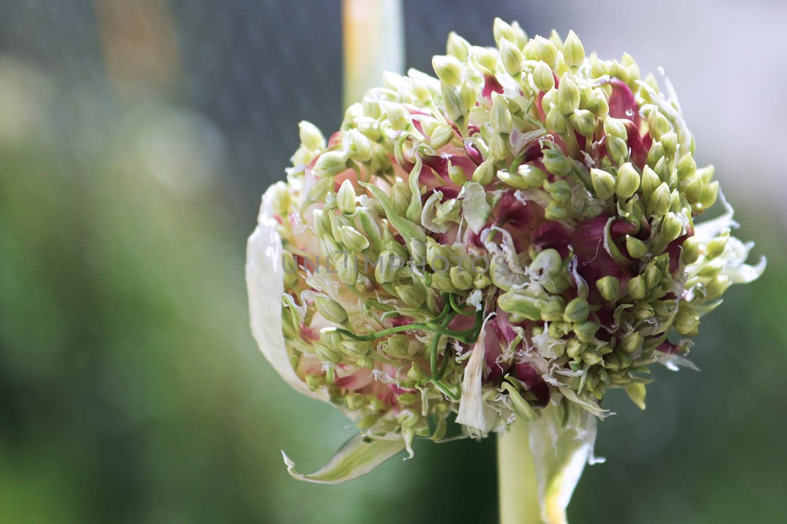 Macro of a garlic scape flower head opening up.