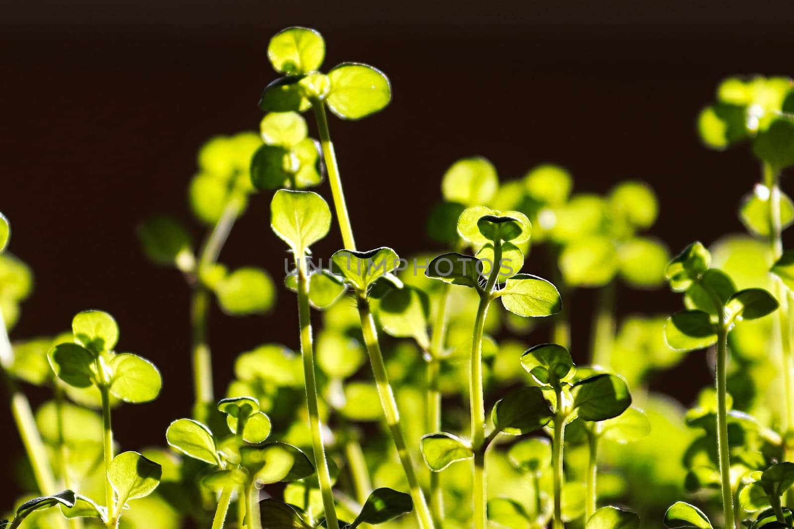 Macro of thyme plant leaves highlighted by sunlight.