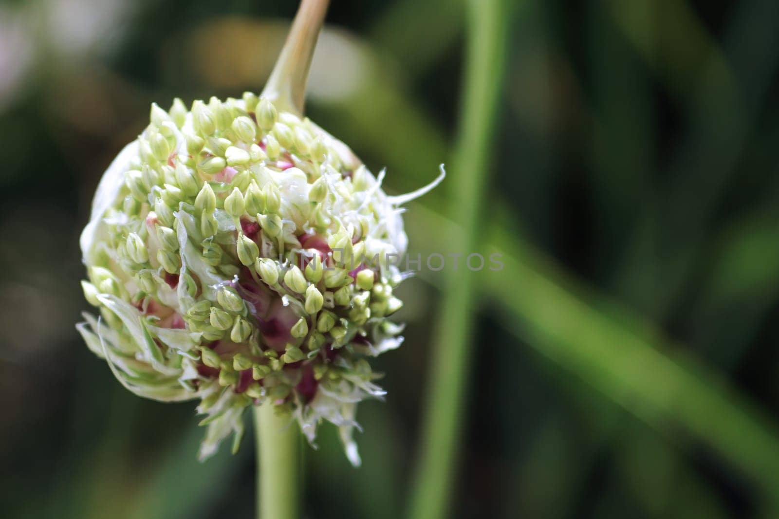 A garlic flowering cluster against a green background.