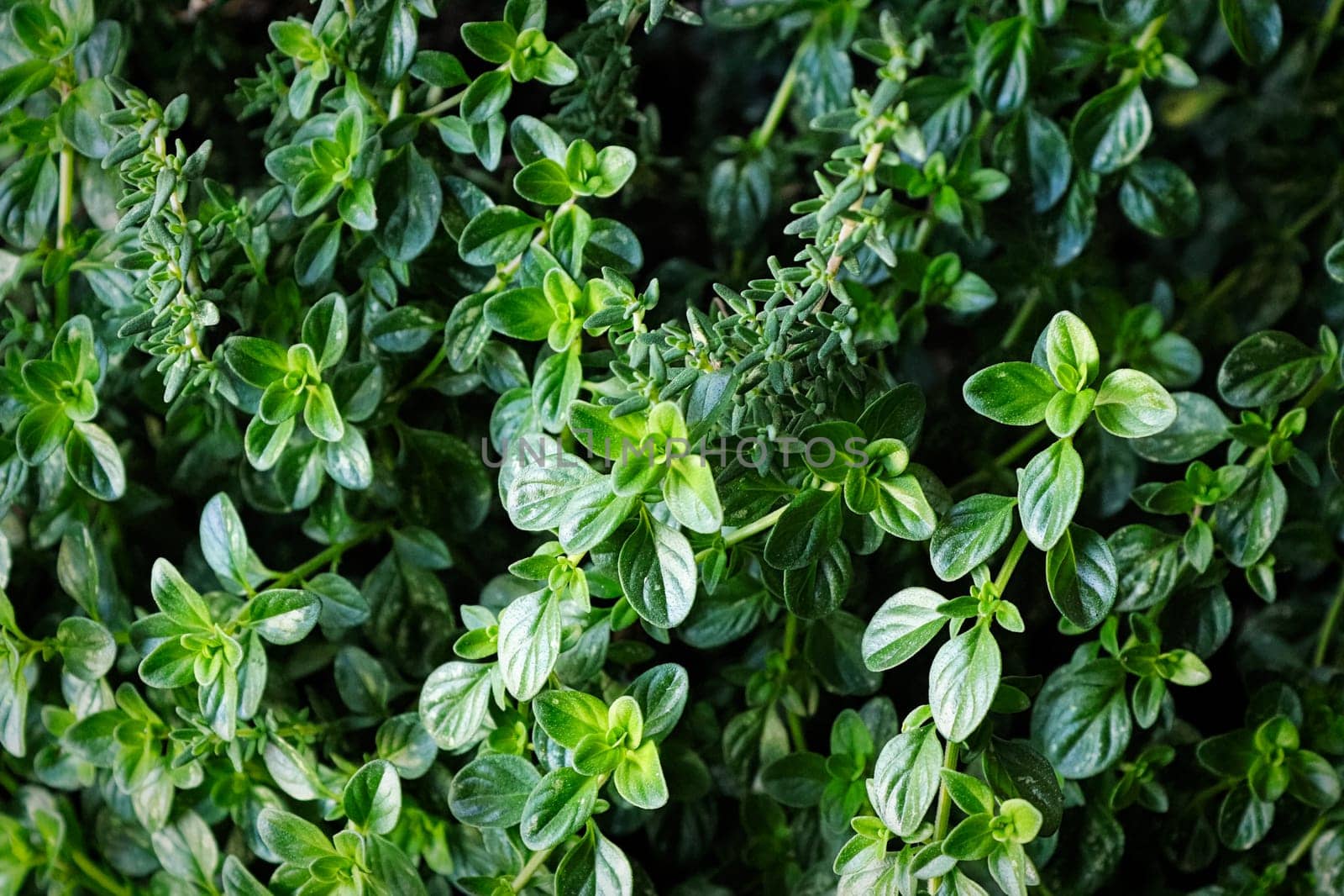 A background of two types of thyme plants.