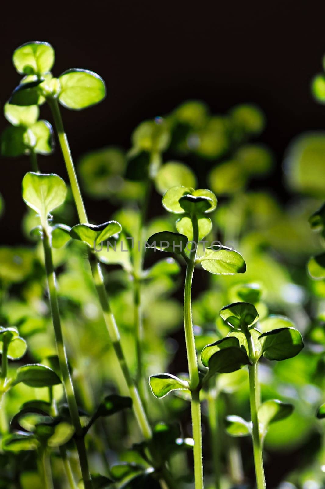 Macro of thyme plant leaves highlighted by sunlight.
