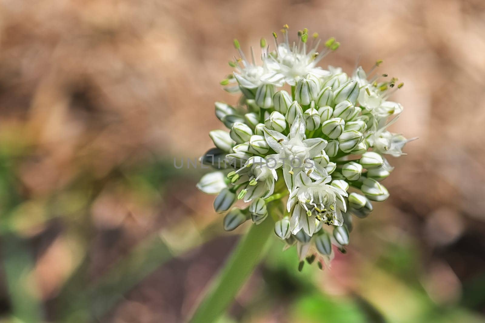 Macro of onion head flowers and buds.