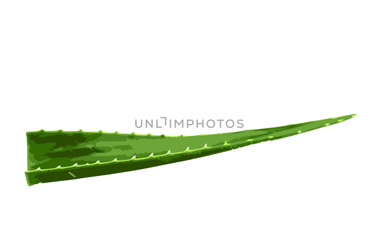Aloe vera plant isolated on white background. Aloe vera is a succulent plant species of the genus Aloe. It is cultivated for agricultural and medicinal uses