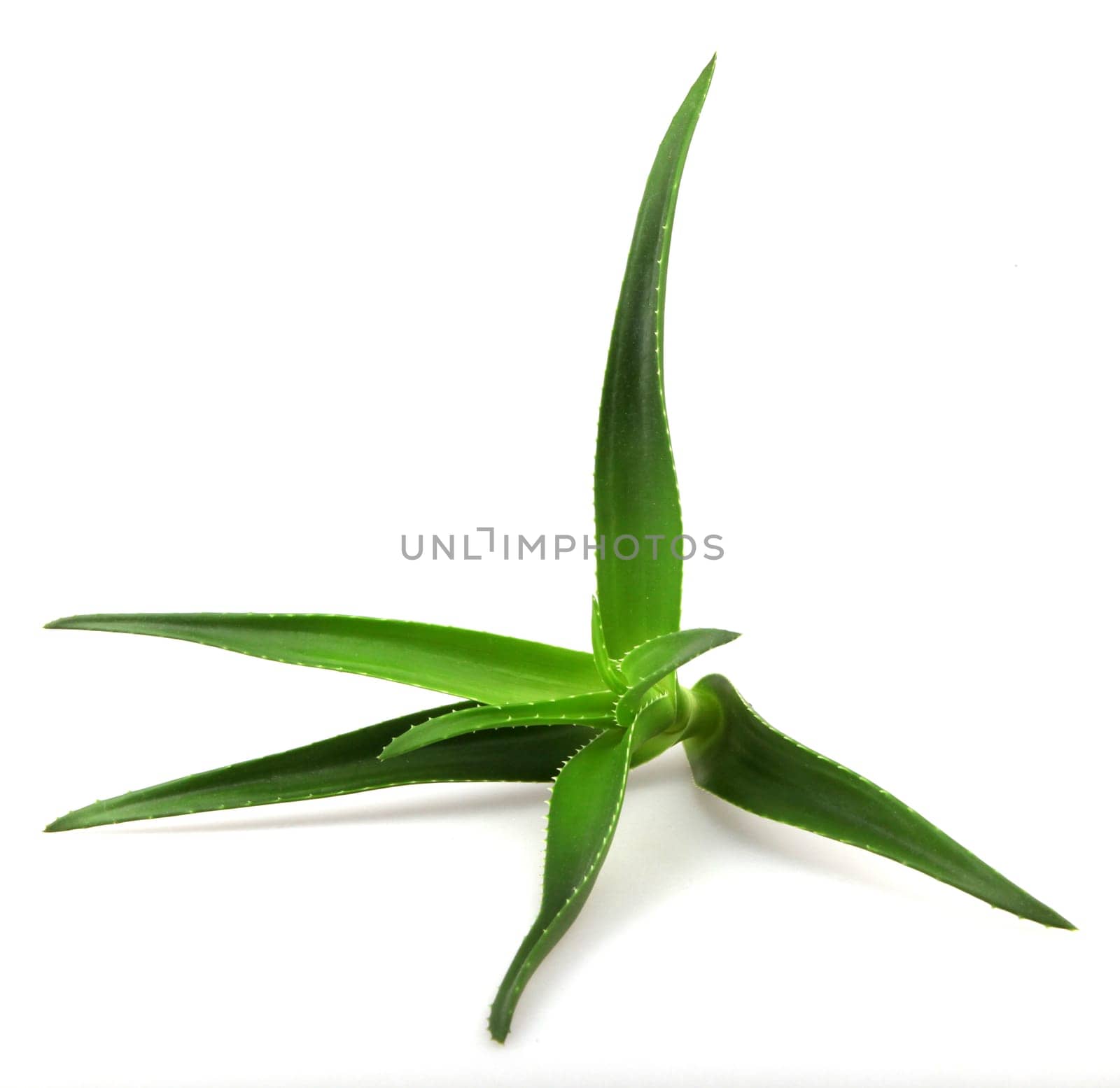Aloe vera plant isolated on white background. Aloe vera is a succulent plant species of the genus Aloe. It is cultivated for agricultural and medicinal uses