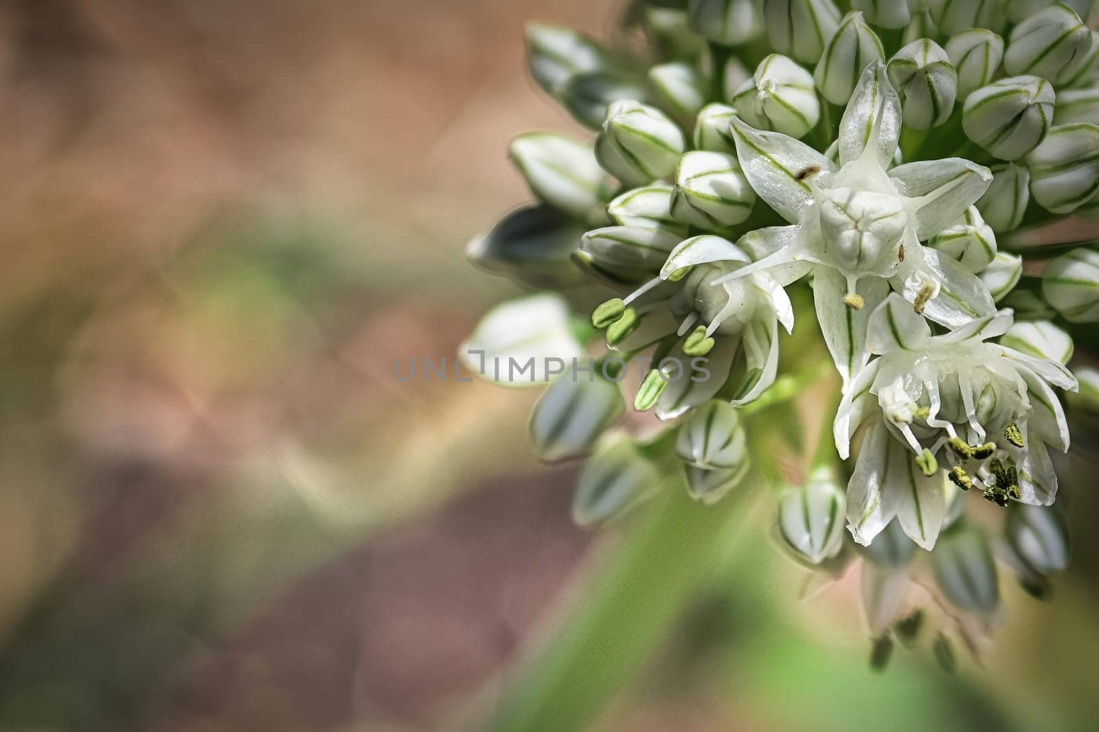 Macro of onion scape in full bloom.