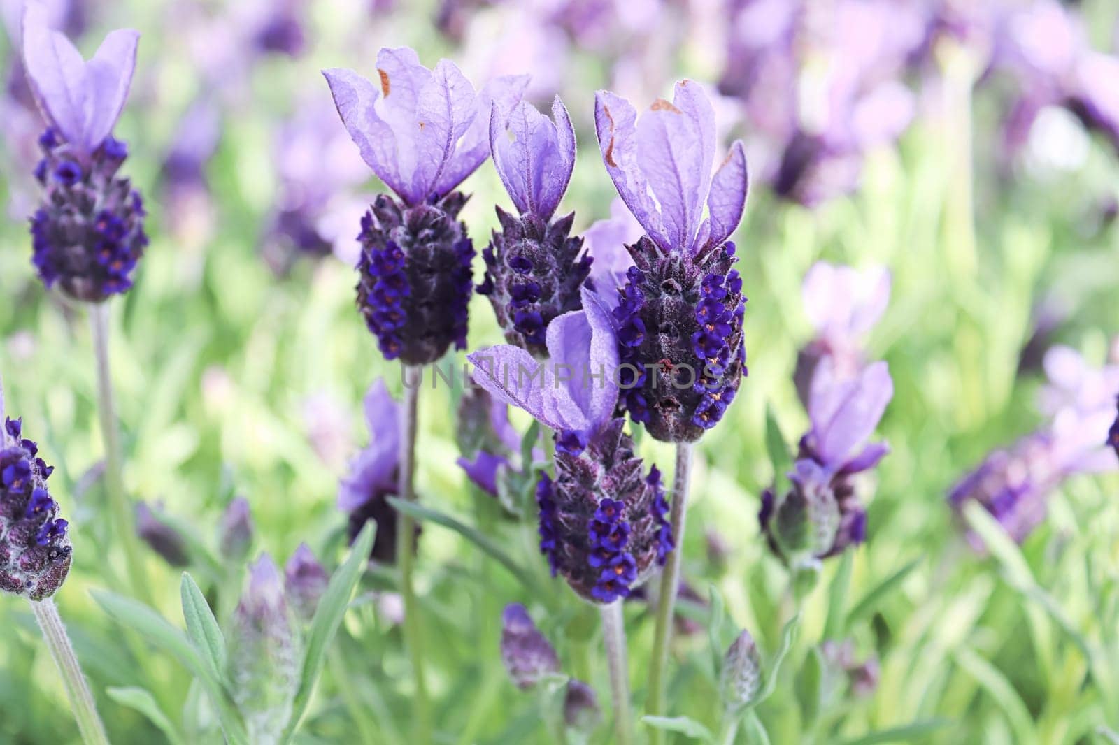 Delicate lavender blossoms bloom in the spring.