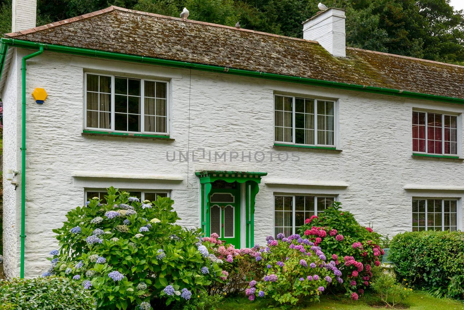 blossoming hydrangea in front of white cottage in the touristic village on Cornwall southern coast.