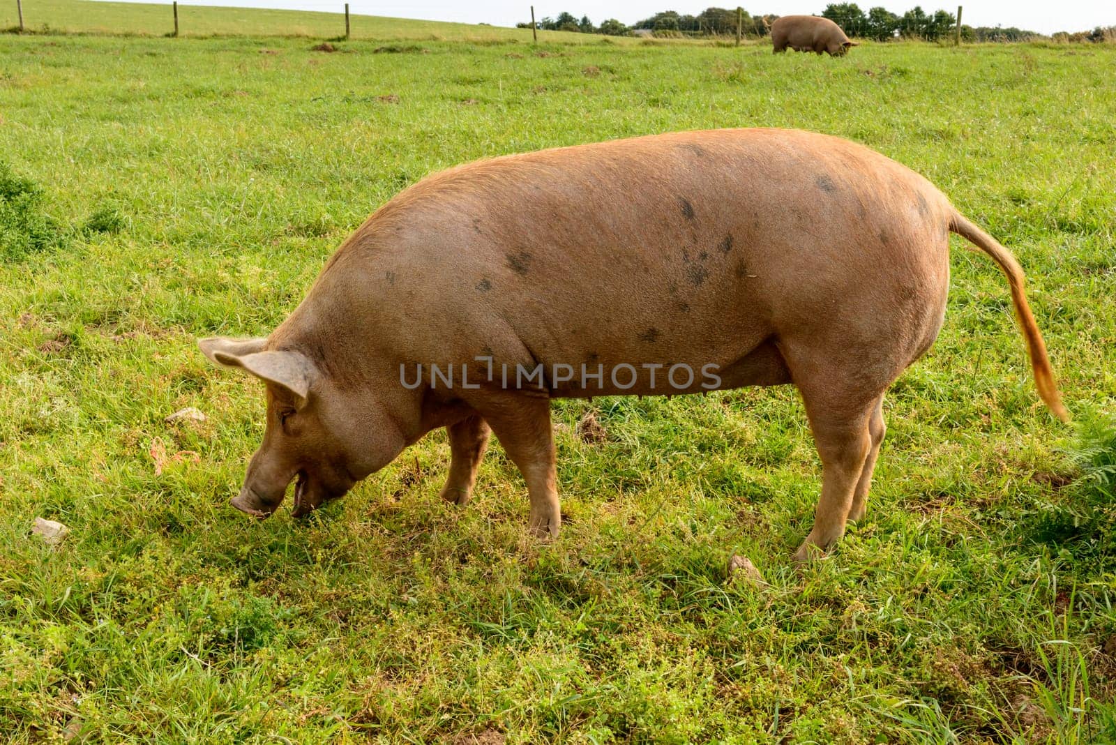 a free-range pig pasturing on a grass field in green Cornwall countryside.