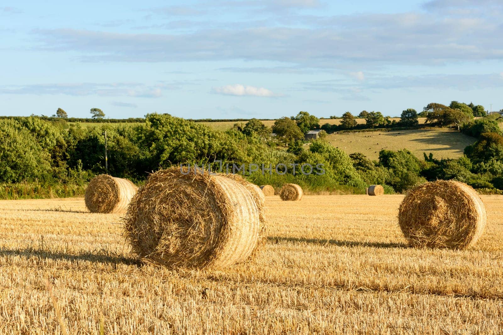 landscape with yellow corn stubbles and sheaves in green hilly Cornwall countryside .